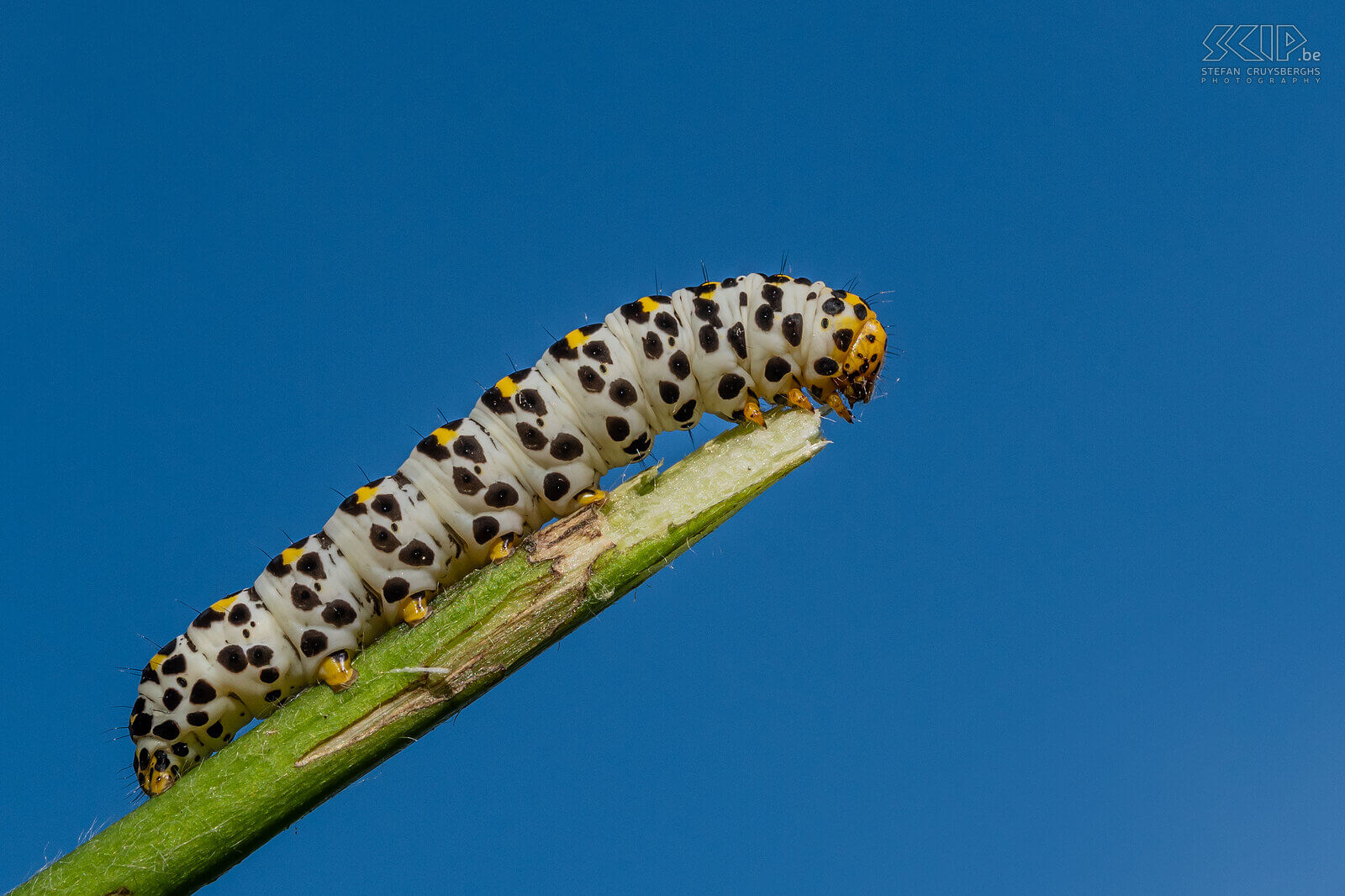 Insects - Caterpillar of Scropula butterfly In our garden, large numbers of butterflies only appeared late in the summer, but luckily, I was able to photograph some caterpillars and butterflies here and there starting in the spring.  Stefan Cruysberghs